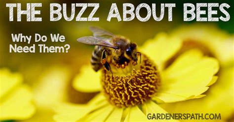 what's the buzz about bees