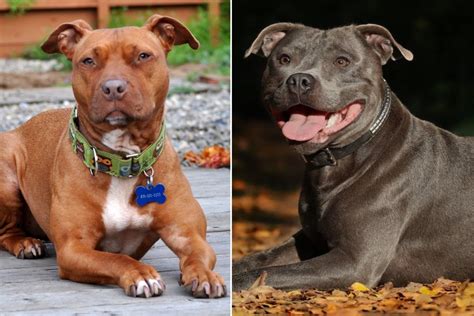 what's the difference between a pitbull and an american staffordshire