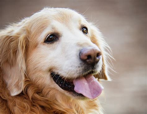 what's the lifespan of a golden retriever