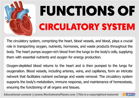 what's the main function of circulatory system