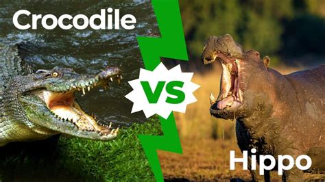 what's tougher a crocodile or a hippo