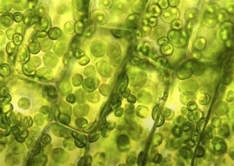 What 3D Shape Are Elodea Cells