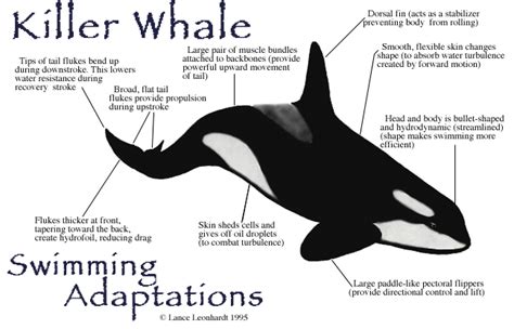 what adaptations do whales have