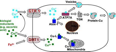 What Affects Copper Absorption