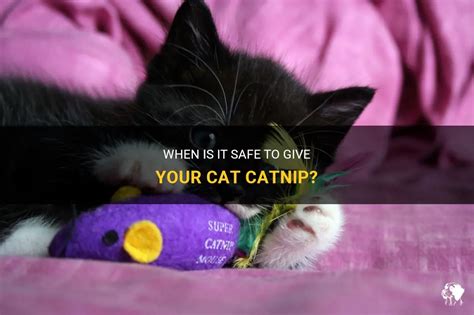what age can i give a kitten catnip