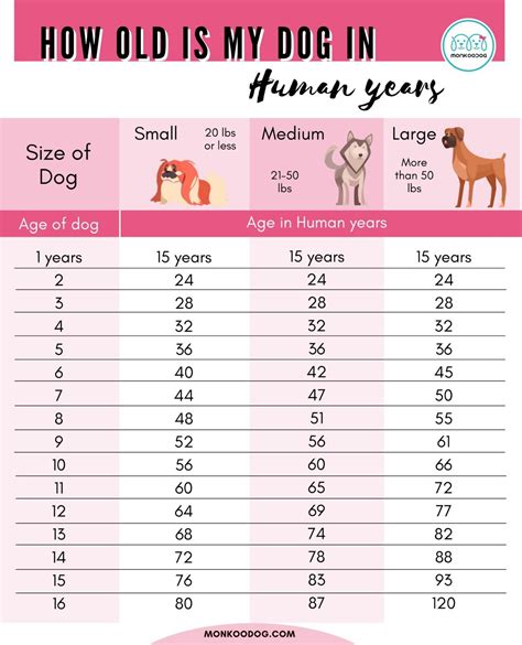 what age can you train a dog