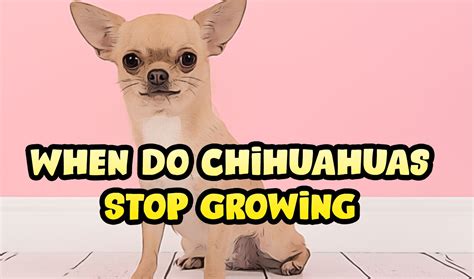 what age do chihuahuas stop growing