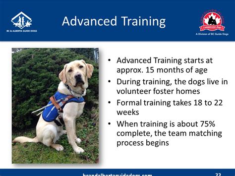 what age do guide dogs start training