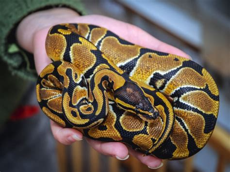 What Age Is A Juvenile Ball Python