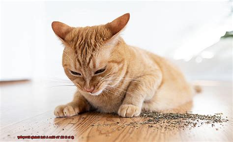 what age is it okay to give a cat catnip