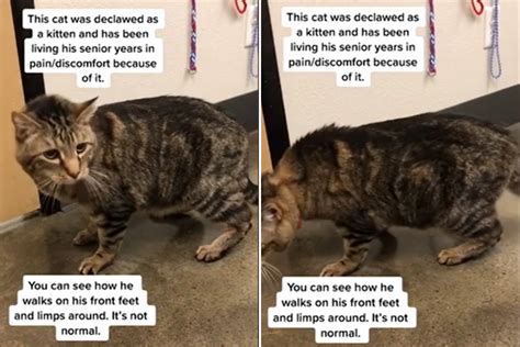 What Age Should A Cat Get Declawed