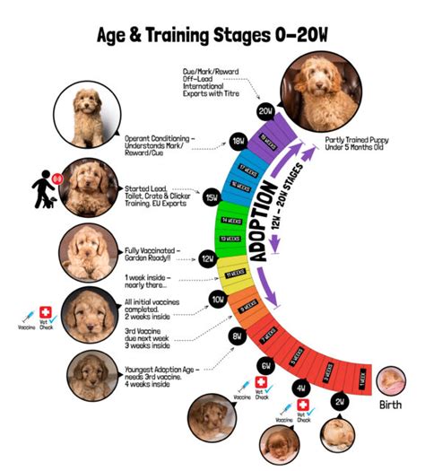 what age should puppy training begin