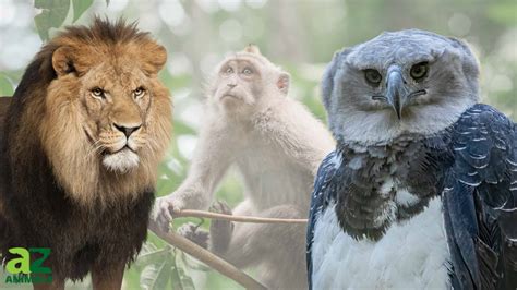 what animal eats a monkey