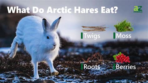 what animal eats arctic hare
