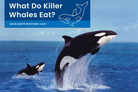 what animal eats killer whales