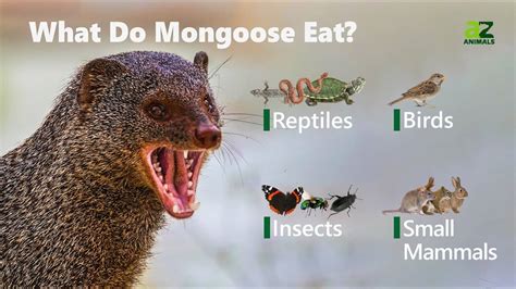 what animal eats mongoose