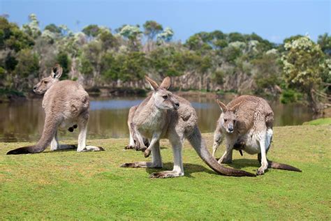 what animal is australia known for