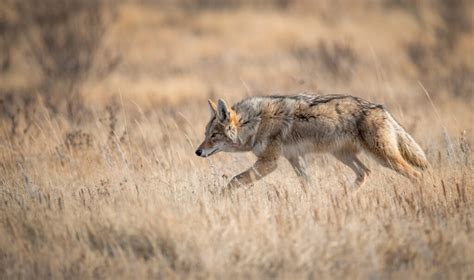 what animal kills coyotes