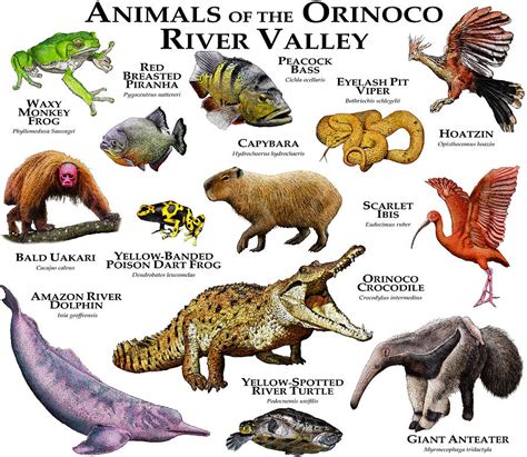 what animals can be found in rivers