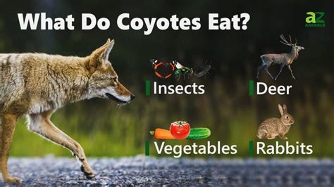 what animals eat coyotes