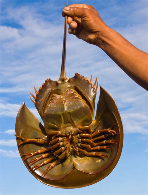 what animals eat horseshoe crabs