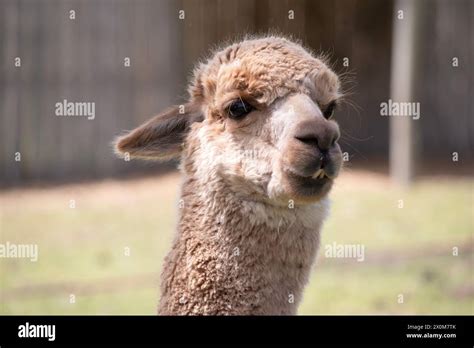 What Animals Have Fleece