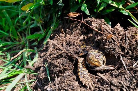 What Animals Hibernate In Mud