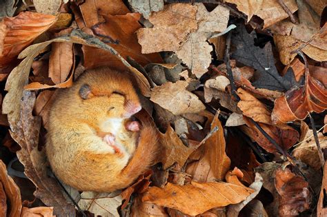 What Animals Hibernate In Trees