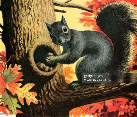 What Animals Hide Acorns