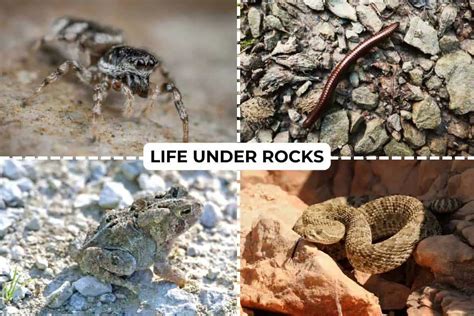 What Animals Hide Under Rocks