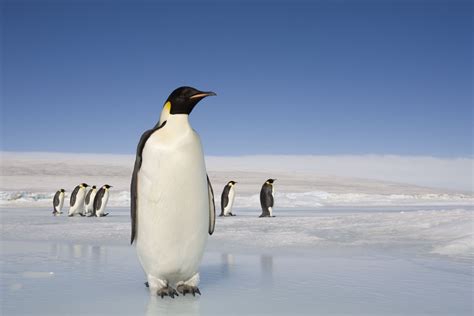 what animals live in antarctica on land