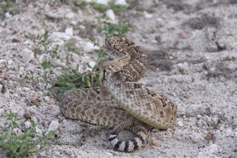 what animals live in san antonio