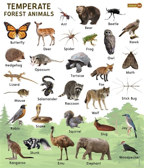 what animals live in temperate forests