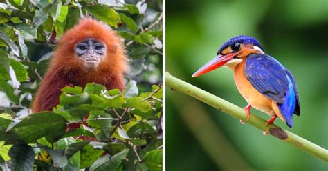 what animals live in the borneo rainforest
