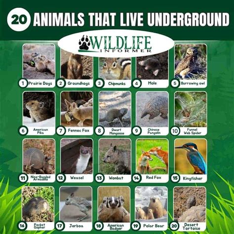 What Animals Live Underground