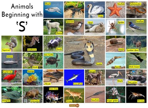what animals start with the letter s