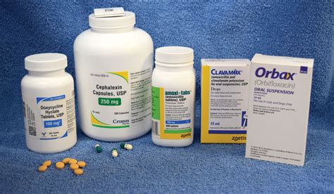 what antibiotics can dogs take for bacterial infection