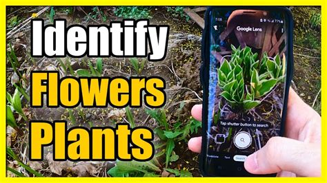 What App Identifies Flowers
