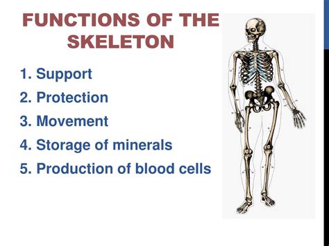 what are 3 functions of the bones