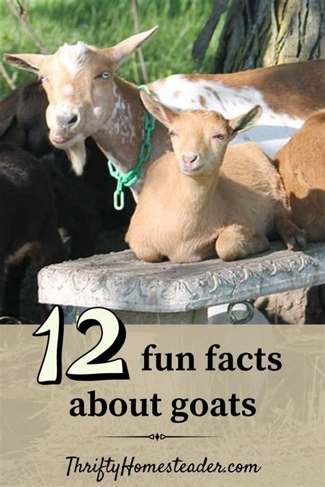 what are 5 fun facts about goats