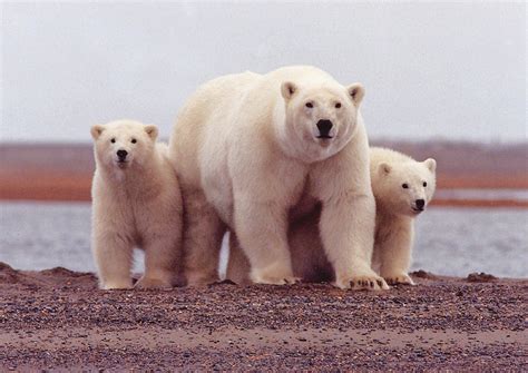 A Group of Bears