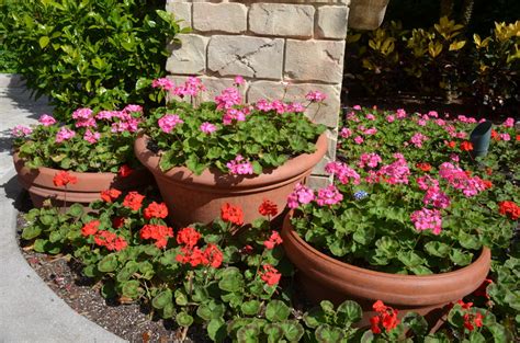 What Are Bedding Geraniums