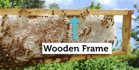 What Are Bee Hive Frames Made Of