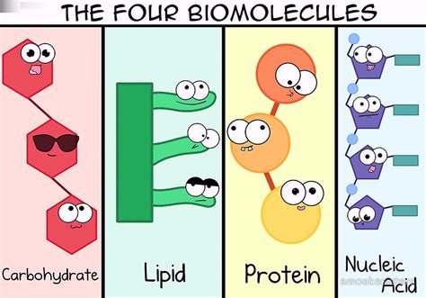 what are biomolecules quizlet