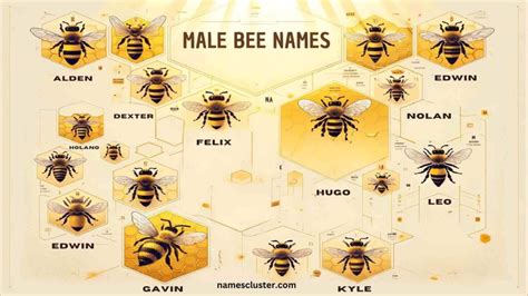 What Are Boy Bees Called