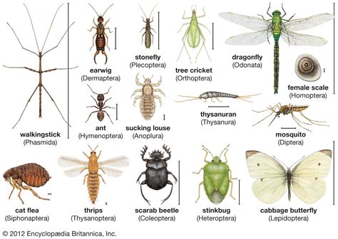 What Are Bugs Called