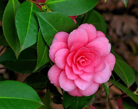 what are camellia flowers