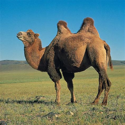 what are camels known for