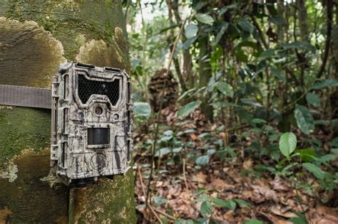 what are camera traps