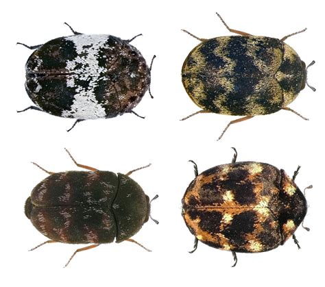 What Are Carpet Beetle